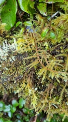 Rhytidiadelphus loreus