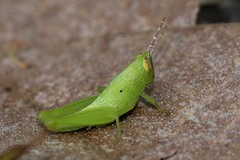 Catantopinae