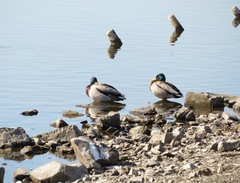 Anas platyrhynchos platyrhynchos