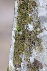 Melanelixia glabratula