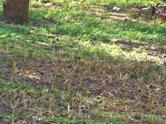 Dendronanthus indicus