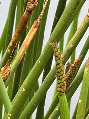 Eleocharis sphacelata