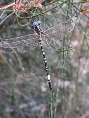 Parasynthemis regina