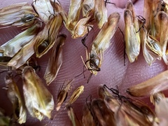 Eleocharis sphacelata