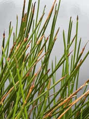 Eleocharis sphacelata