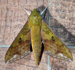 Rhagastis olivacea