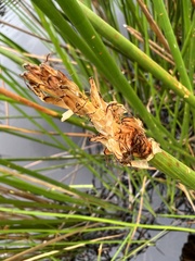 Eleocharis sphacelata