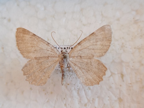 Gnophos glauque (La)