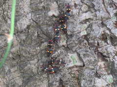 Dysdercus albofasciatus