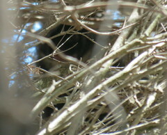 Pseudocheirus occidentalis