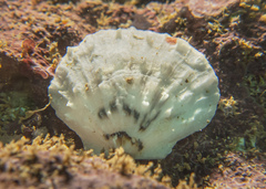 Spondylus nicobaricus