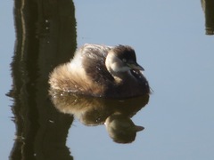Tachybaptus ruficollis poggei