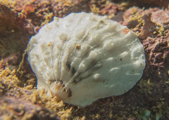 Spondylus nicobaricus