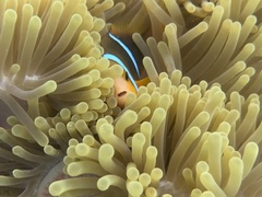 Amphiprion chrysopterus