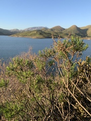 Ericameria laricifolia