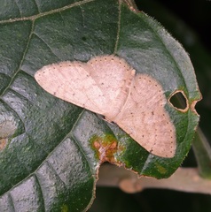 Idaea ptyonopoda