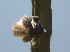 Tachybaptus ruficollis poggei