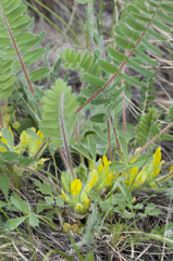 Astragalus exscapus