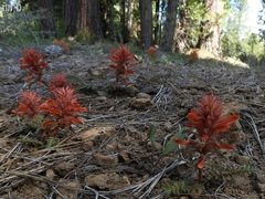 Pedicularis densiflora aurantiaca