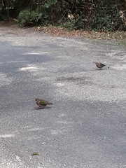 Chalcophaps longirostris