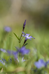 Vinca herbacea