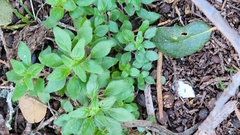 Parietaria pensylvanica