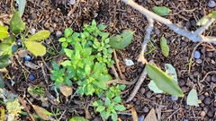 Parietaria pensylvanica