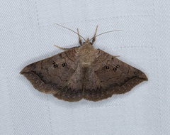 Blasticorhinus rivulosa