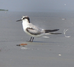 Sternula albifrons