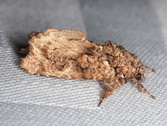 Callopistria guttulalis