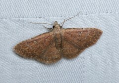 Cerynea punctilinealis