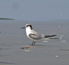 Sternula albifrons