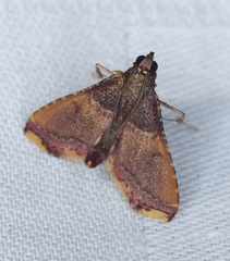 Endotricha olivacealis