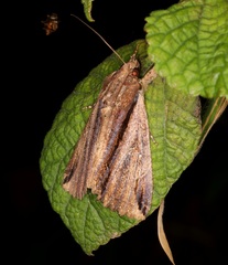 Ercheia cyllaria