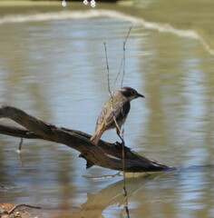 Melithreptus brevirostris