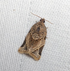 Neocalyptis affinisana