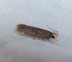 Pexicopia melitolicna