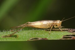 Euscyrtus
