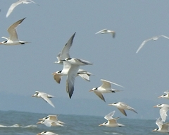 Thalasseus sandvicensis