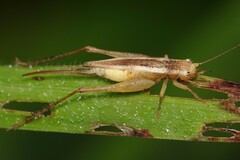 Euscyrtus