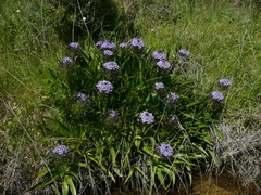 Scilla peruviana
