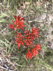 Haemodorum coccineum