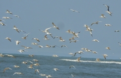 Thalasseus bengalensis