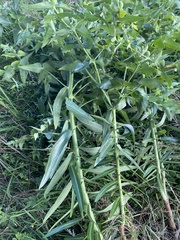 Euphorbia lathyris