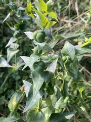 Euphorbia lathyris
