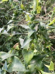 Euphorbia lathyris