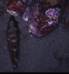 Cheilinus chlorourus