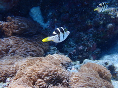 Paraluteres prionurus