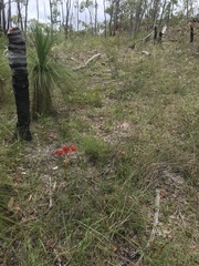 Haemodorum coccineum