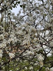 Prunus mume